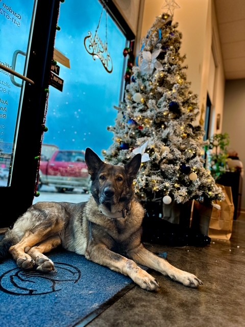 Sable and the Angel Giving Tree in the office