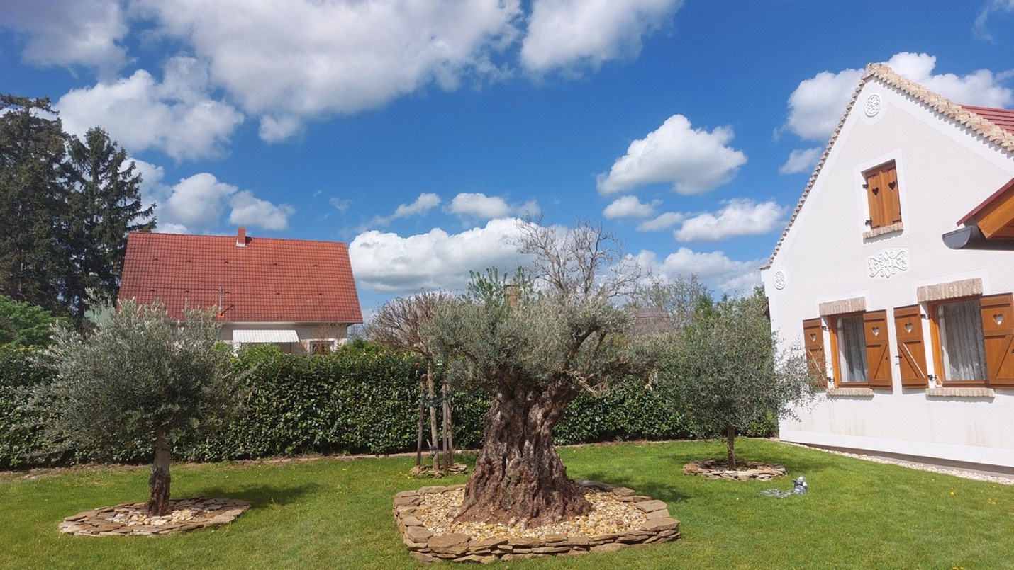 Images Terra Hungary - Olive trees and more