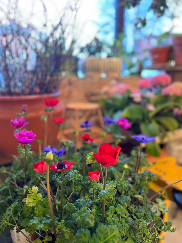 Images Holmers Blomsterhandel