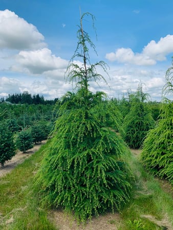 Images deWilde Wholesale Nurseries, Inc.