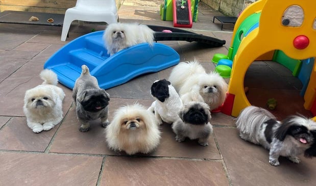 Images Puppies For Sale