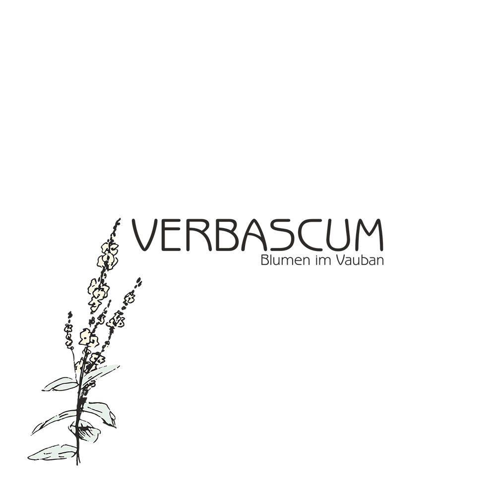 Logo VERBASCUM Blumen im Vauban