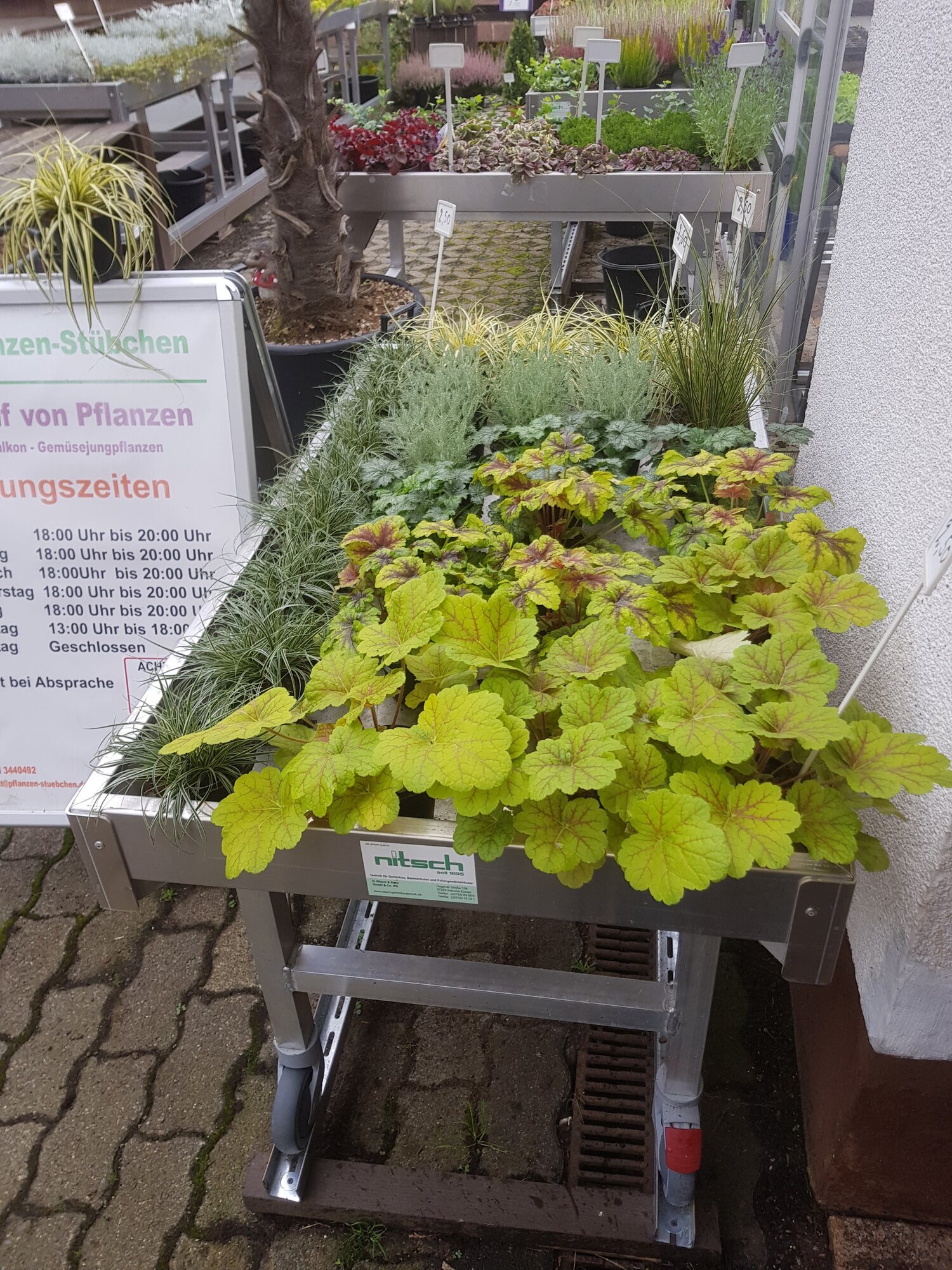 Bild 25 Pflanzen-Stübchen in Hessisch Lichtenau