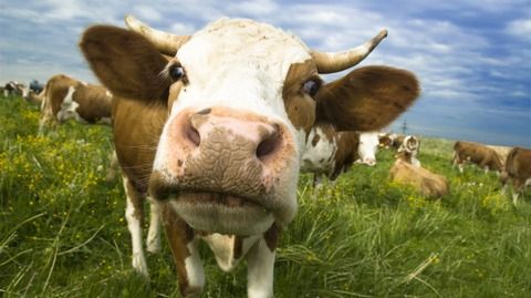 Images Koivulan kotijuustola