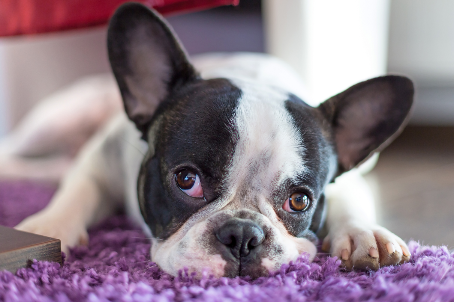 Images Springfresh Carpet Cleaning
