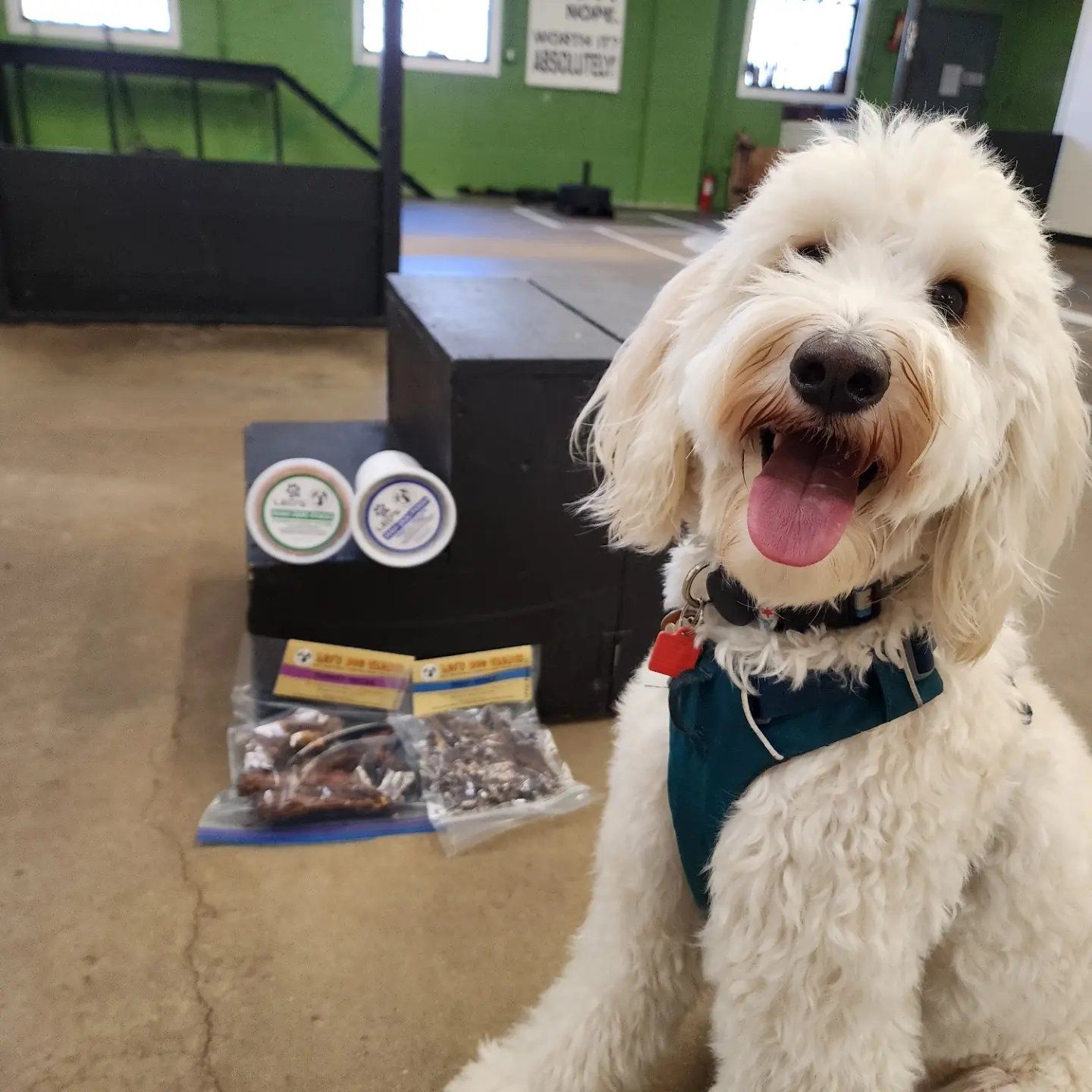 A fluffy white dog wearing a harness sits inside a dog training facility, panting happily. Behind the dog are packaged treats and containers of raw dog food displayed on a platform.