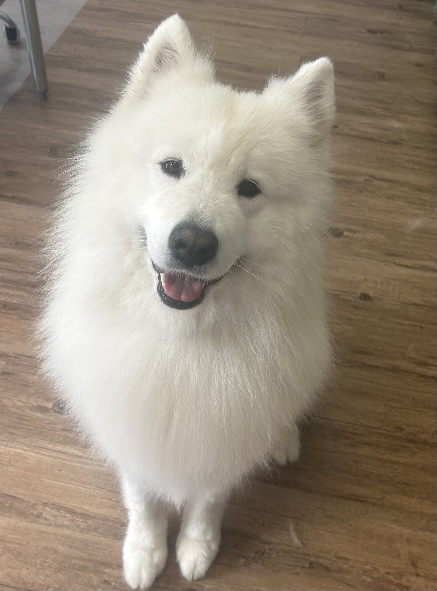 Images Me and My Dog