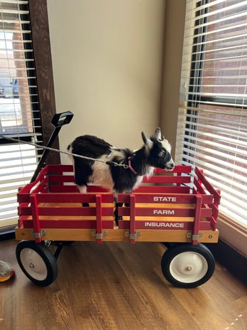 Images Travis Pate - State Farm Insurance Agent