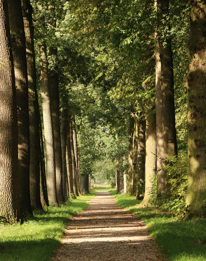 A path through a forest.