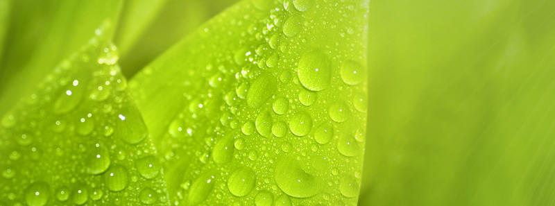 Images Azienda Agricola Ferrario