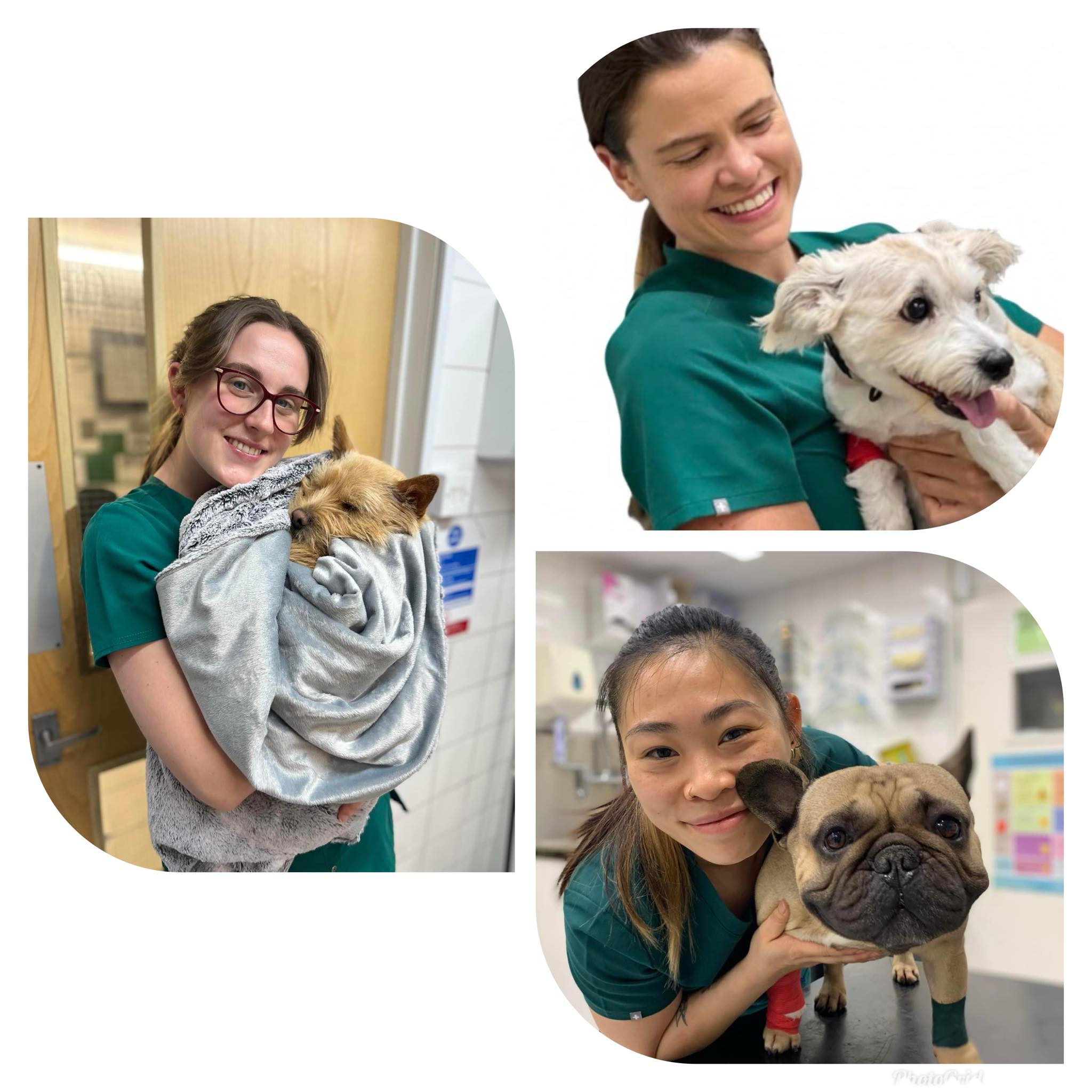 Images Streatham Hill Veterinary Surgery