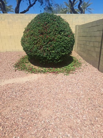 Images Desert Agave Landscaping, LLC