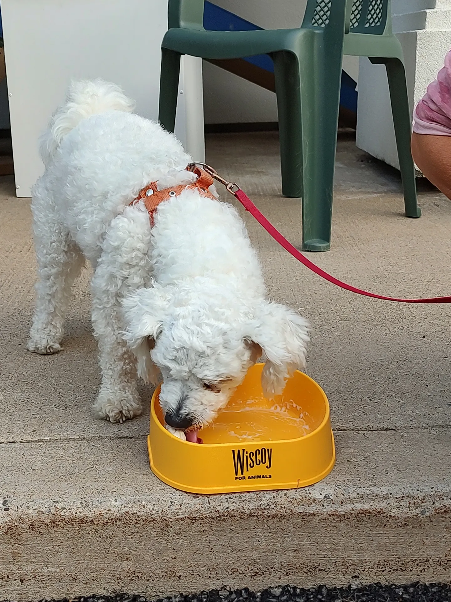 Image of Local Pet Event Ice Cream Socials for Dogs Nearby