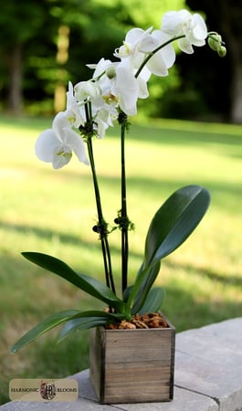 Images Harmonic Blooms