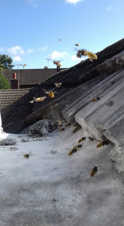 L Bee Pest Control Felixstowe 07899 004899