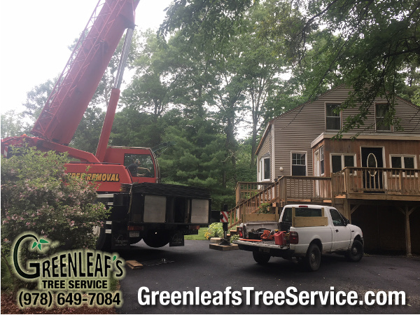 Greenleaf's Tree Service Photo