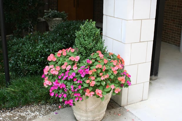 Images Top Notch Lawns