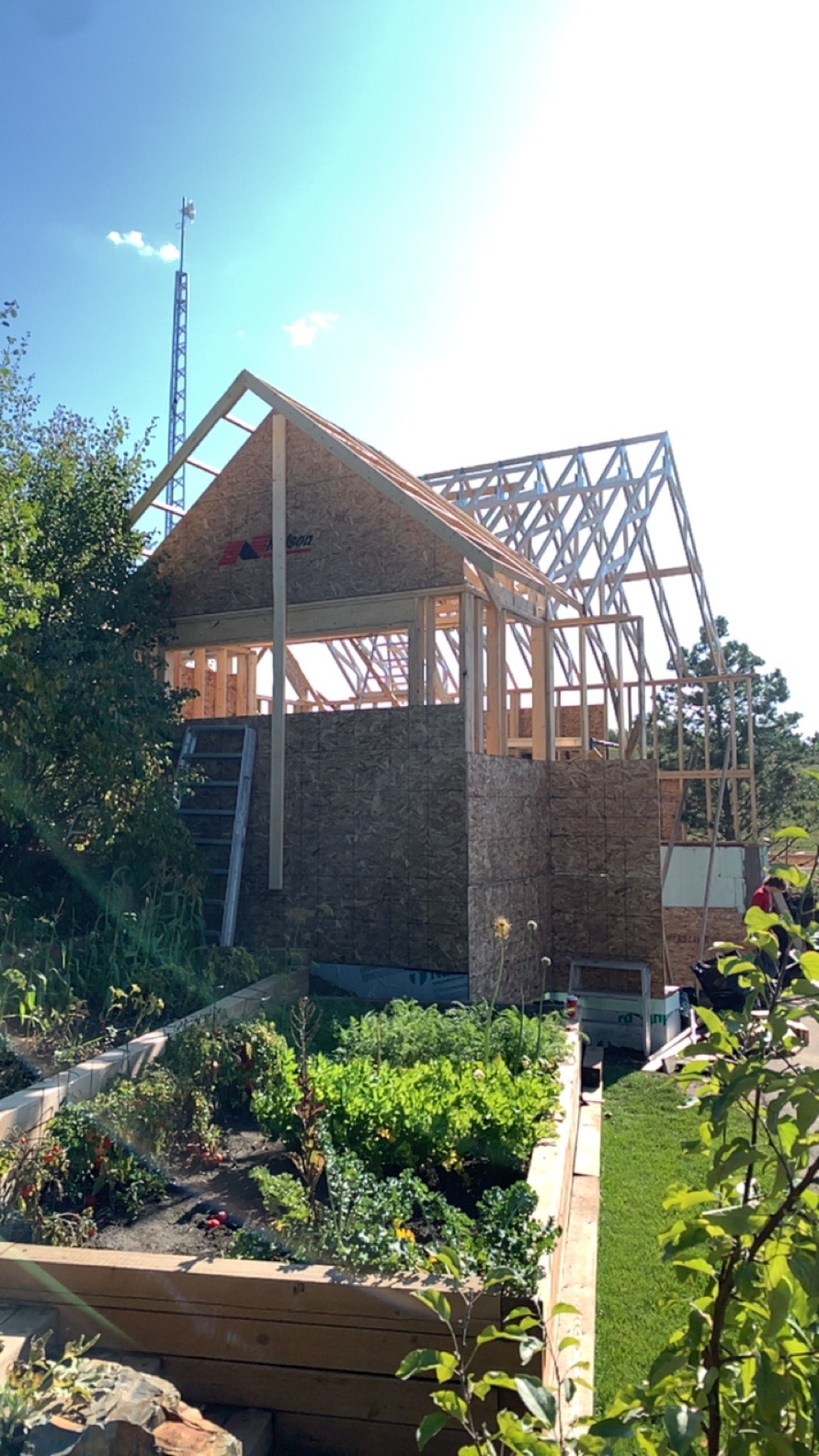 Images The Blue Spruce Builder