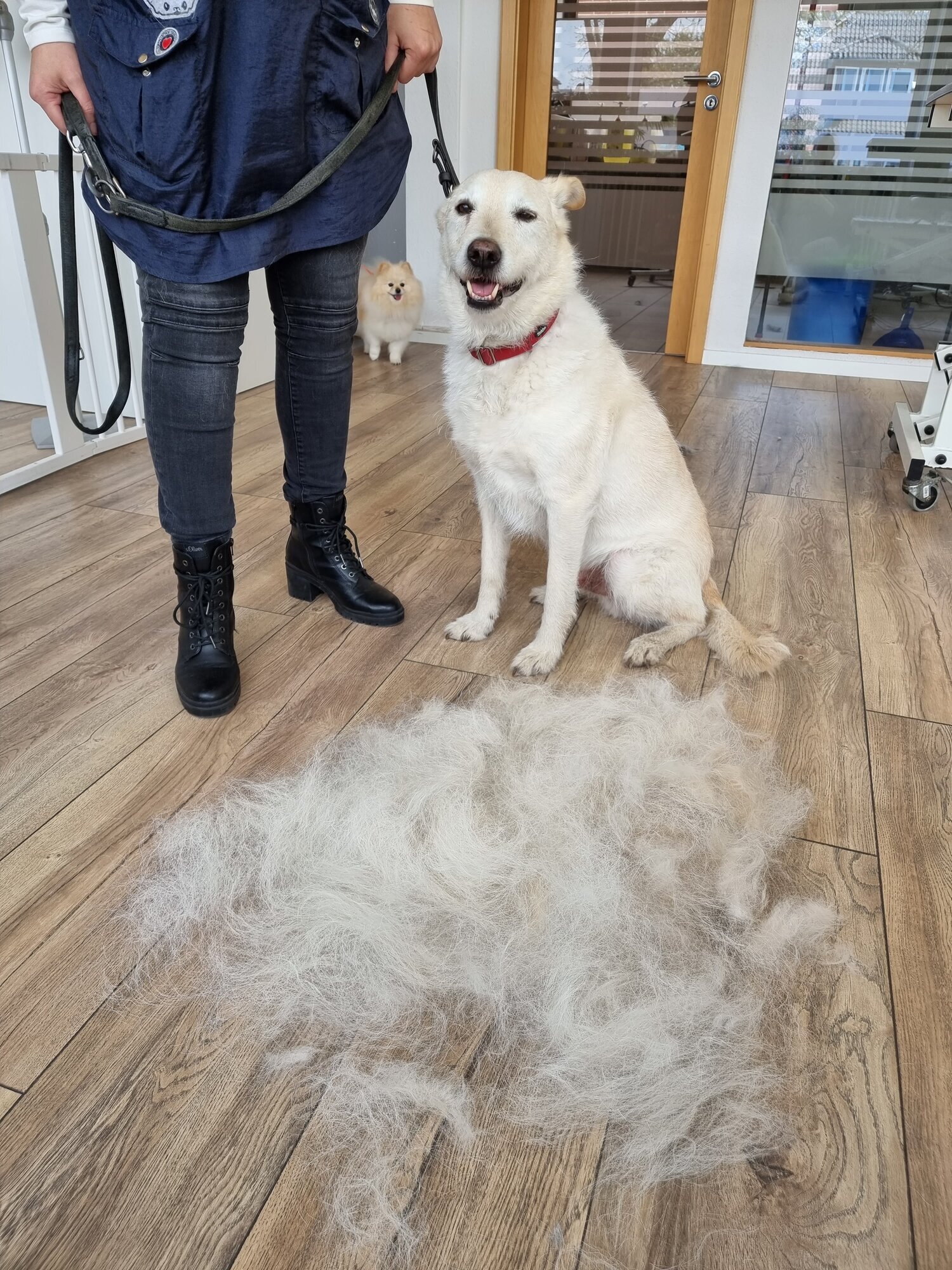 Mellys Hundesalon, Böwerweg 14 in Wittbek