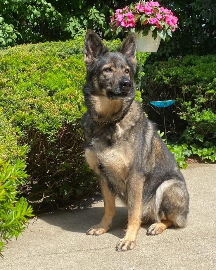 Happy National Dog Day! Remembering my sweet Kiki today and all the wonderful memories we shared. She may be dearly missed, but she will always hold a special place in my heart.