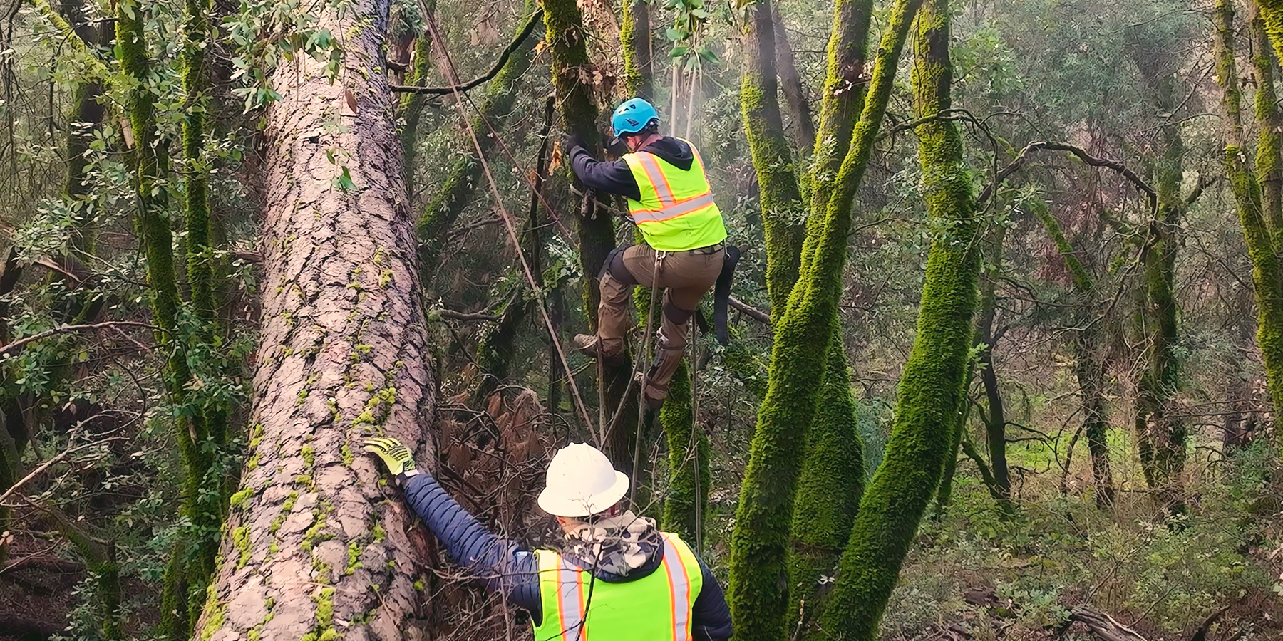 All Aspect Tree Service