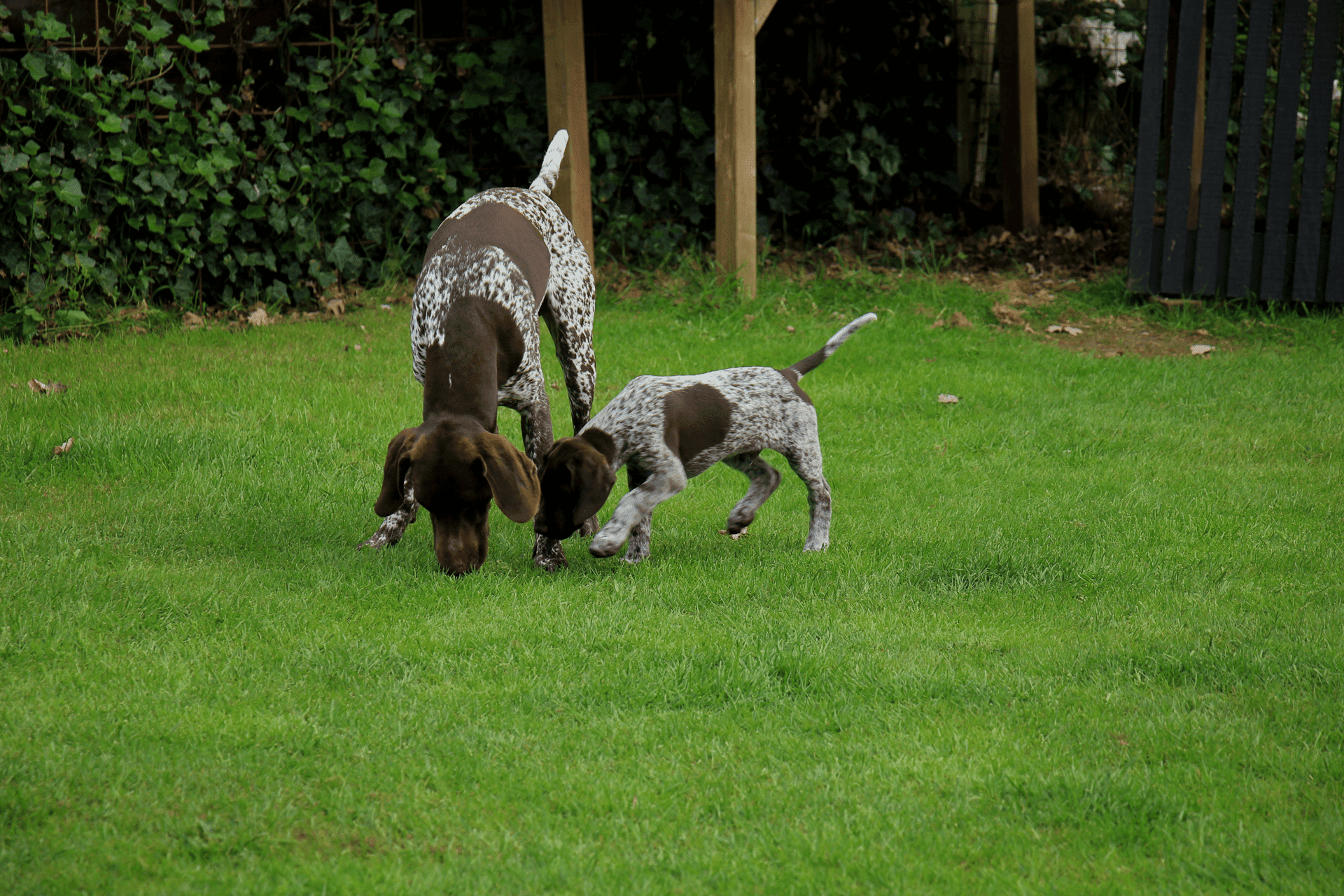 Bilder Miris Hundeschule