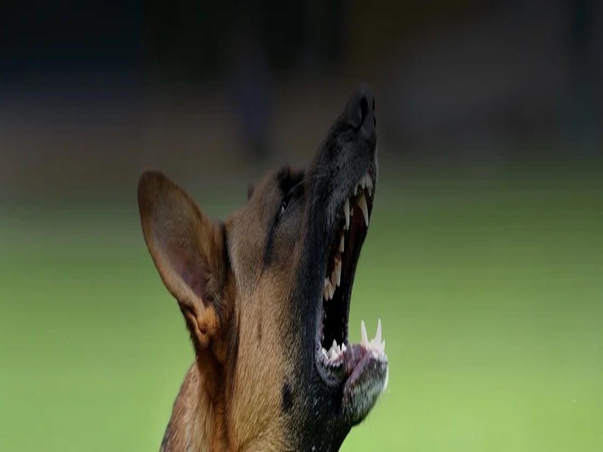 Dog Bite Lawyer Orlando FL 32804 