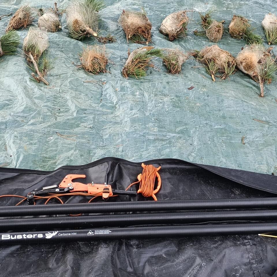 Images CLG Nuisibles-Guêpes-Frelons