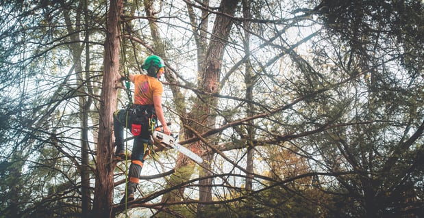 Images That Girl Tree Care