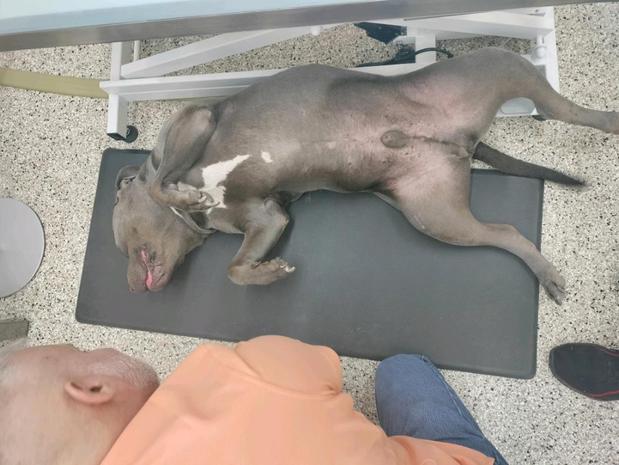 Images Well Groomed Pets McAllen