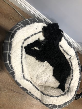 Images Melrose La Brea Animal Hospital