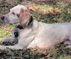 Images Dog Pawpa K9 Connection