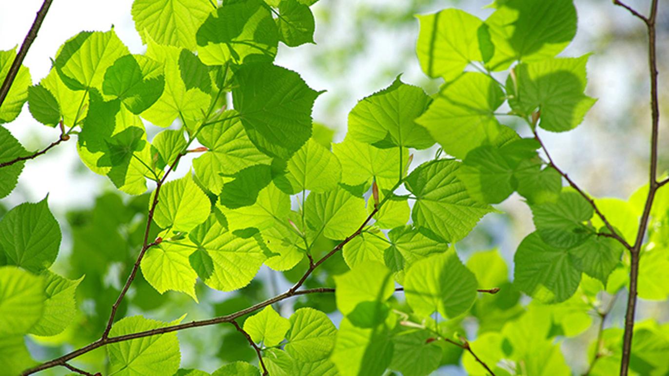 Images Rokvists Trädgårdsservice AB