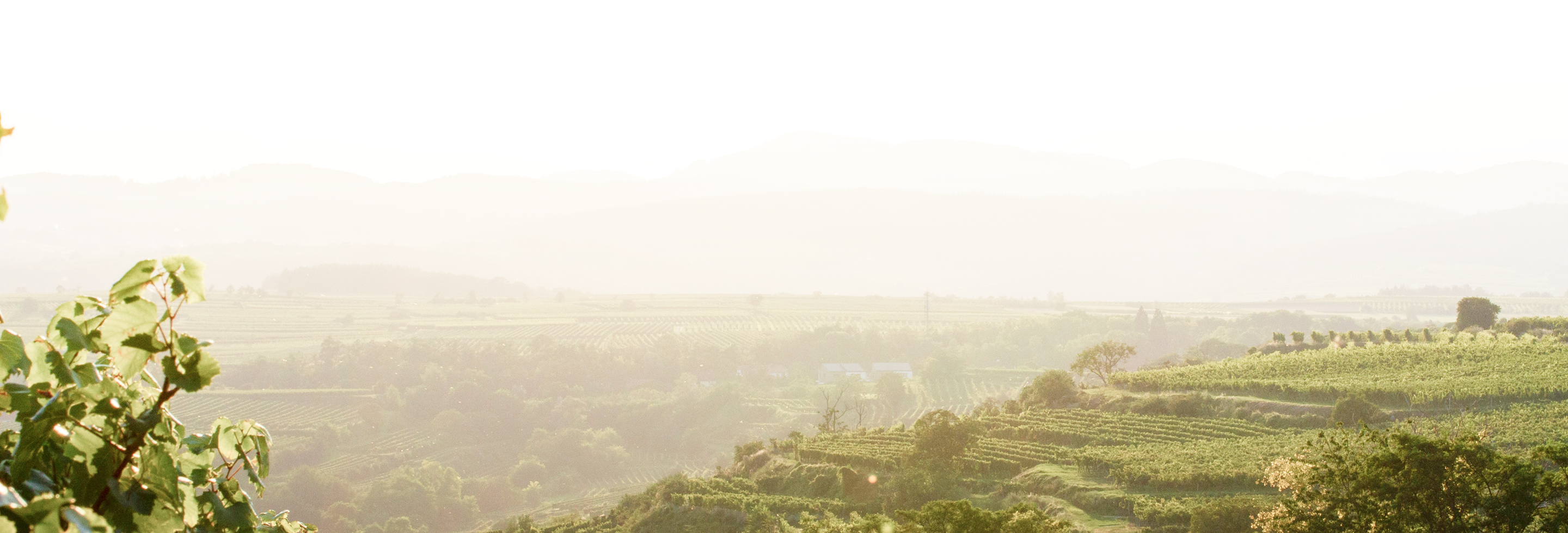 Gorgeous Tuscan vineyard.