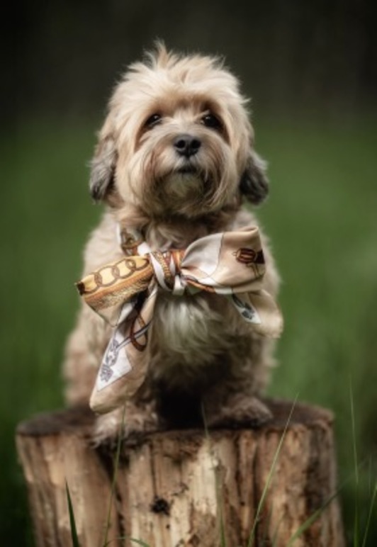 Images Ida B Fotografi Ida Fiva Bech