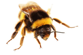 Image 5 | Bee Busters Inc