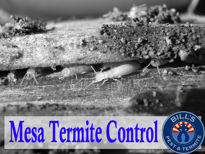 Bills Pest Termite Control Mesa Az Image