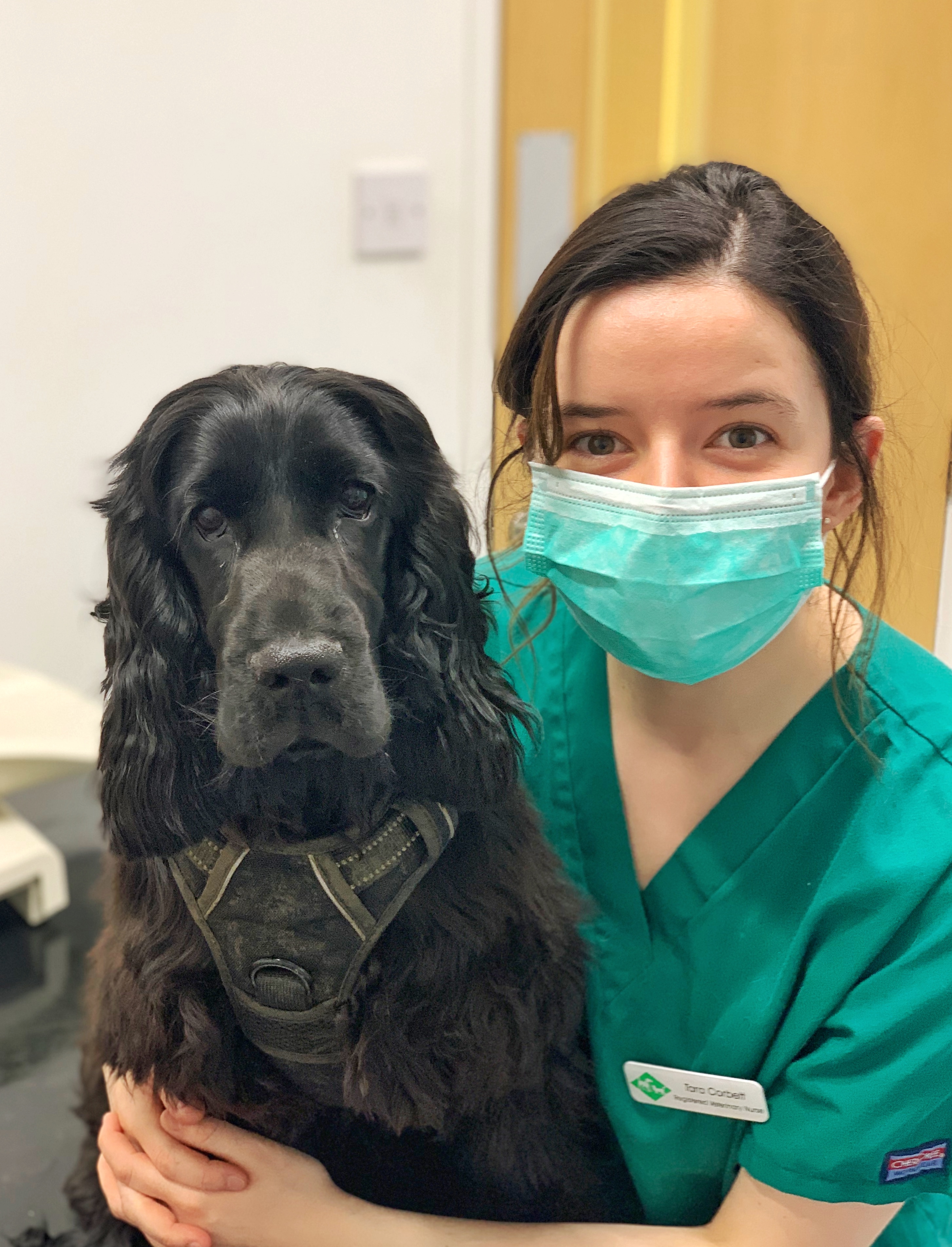 Images Streatham Hill Veterinary Surgery