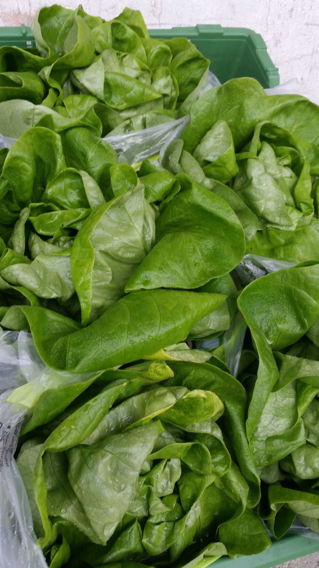 Biohof Schär Matthias & Corinne, Grienmattweg 1 in Brittnau