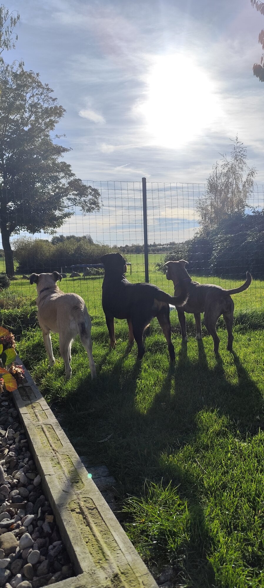 Pfoten Anker, Alt Pastitz 5 in Putbus
