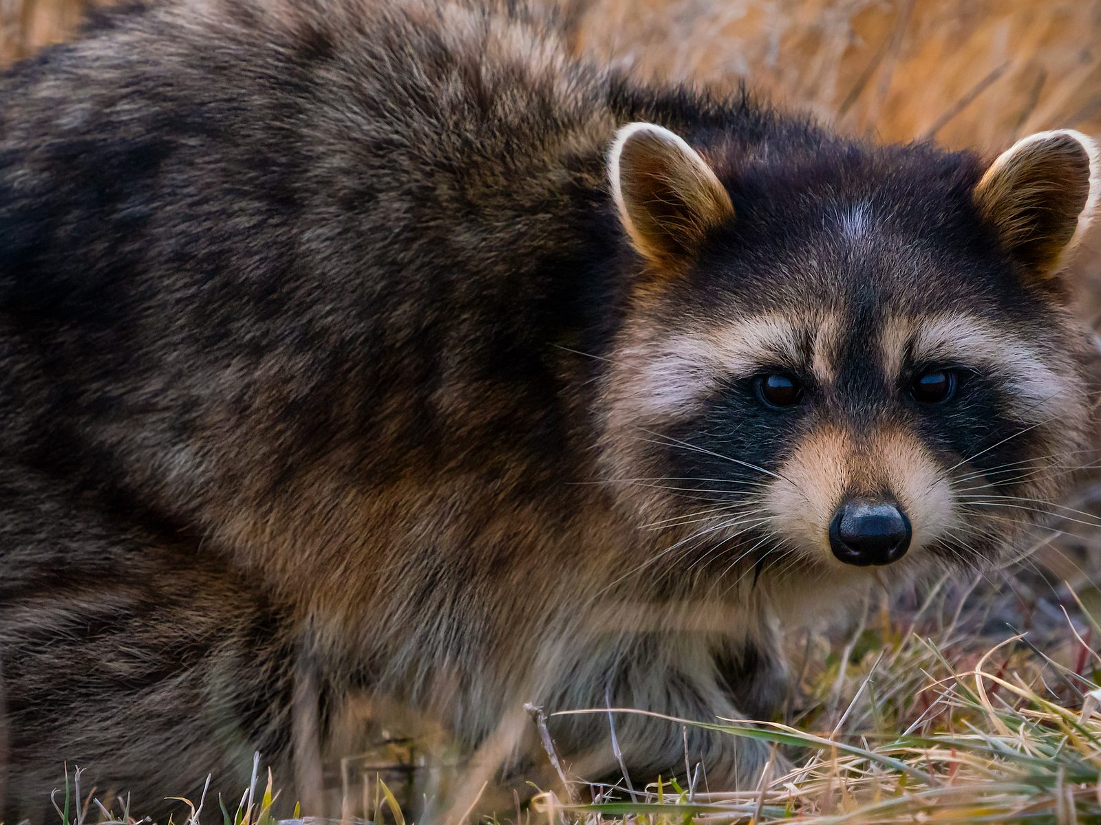 Urban Trapping Wildlife Control