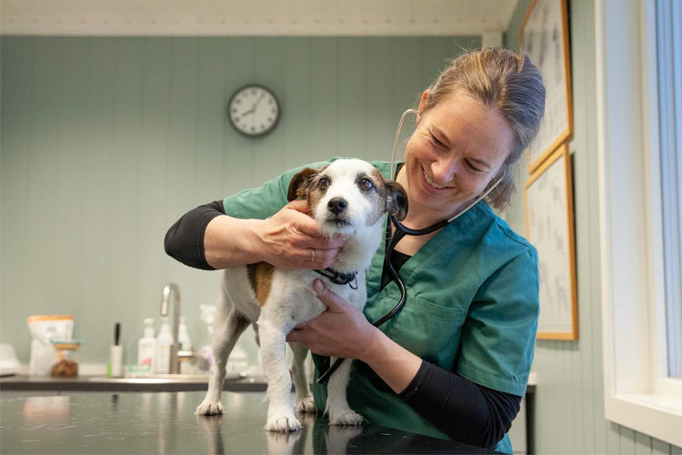 Images Dyrlegen i Heradsbygd