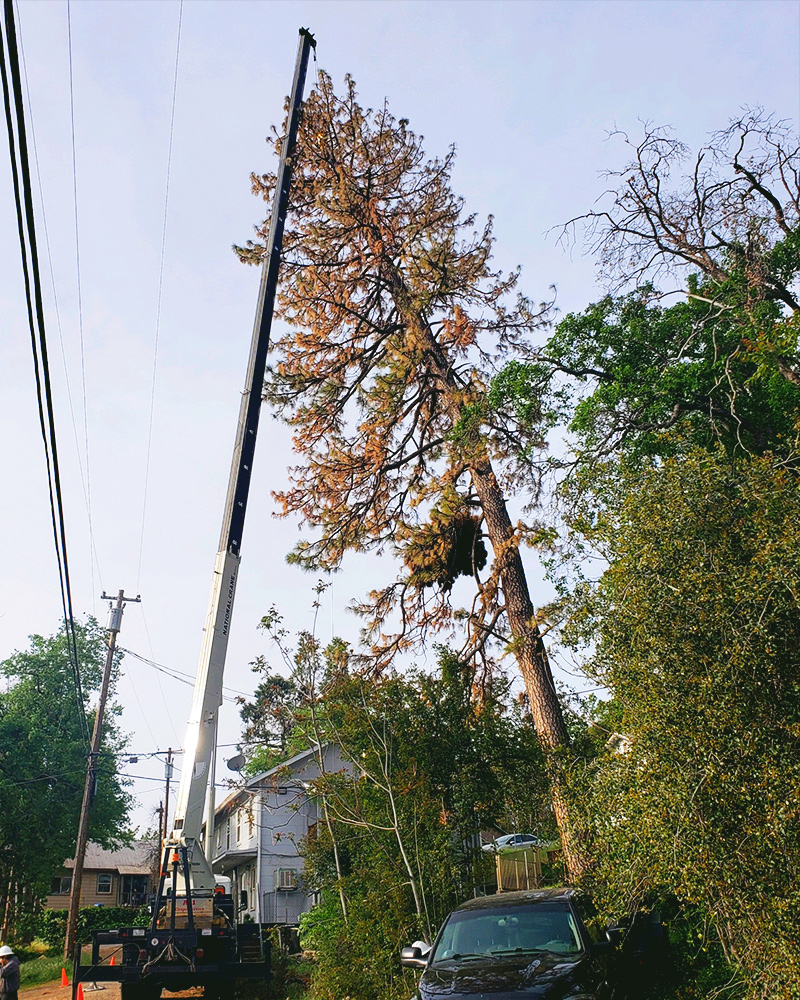 All Aspect Tree Service