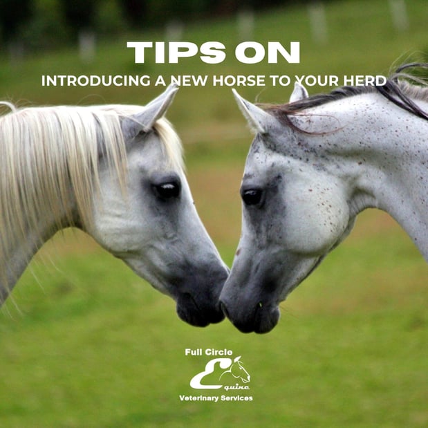 Images FULL CIRCLE EQUINE VETERINARY SERVICES