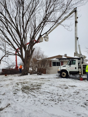 Full-service tree care is our specialty.