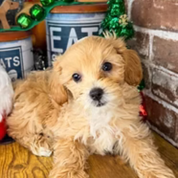 Images Puppies Direct