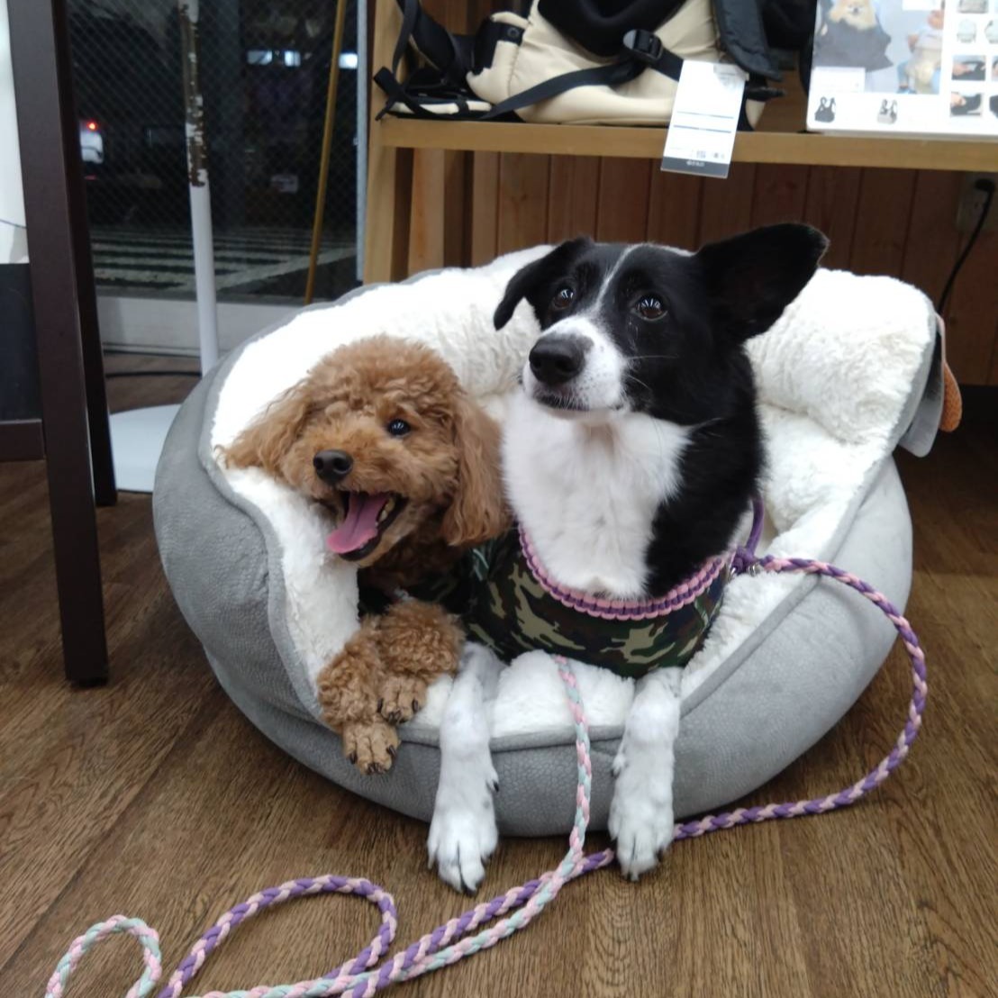 Images たまとポチ 宇津木店