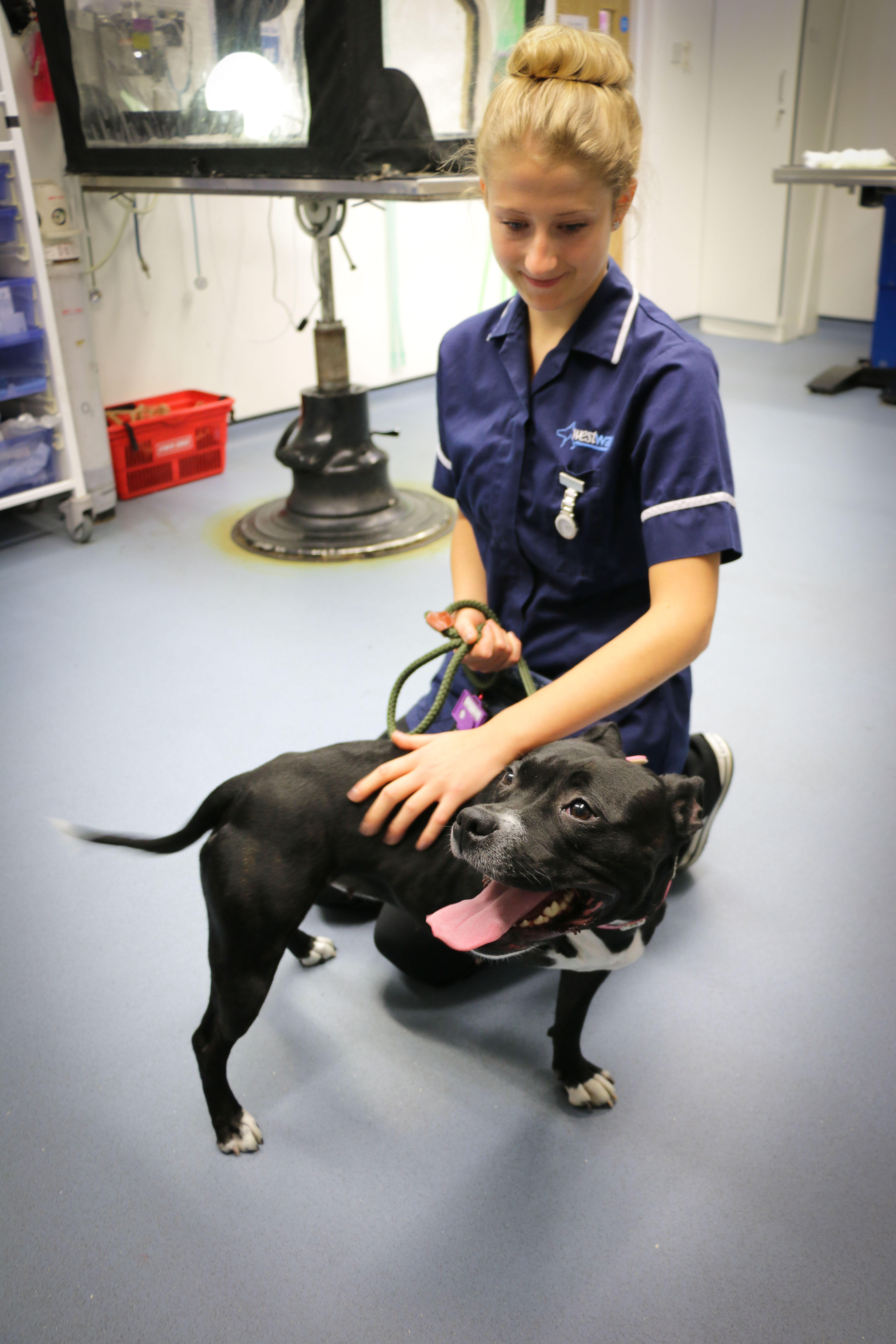 Images Westway Veterinary Group, Sunderland