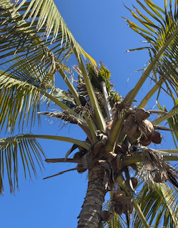 Images Aloha Tree Savers