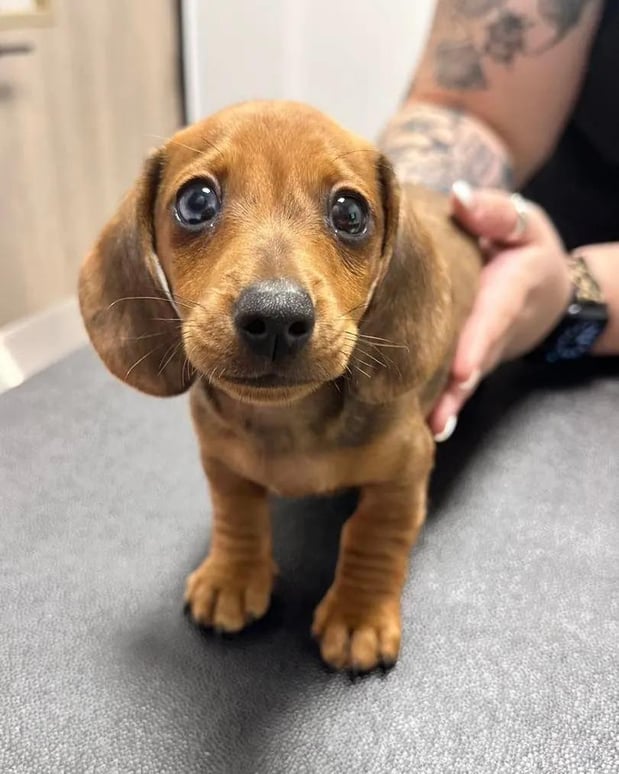 Images Liberty Hill Animal Hospital